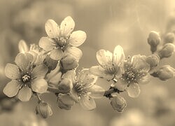 Szary + Sepia