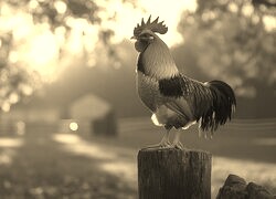Szary + Sepia