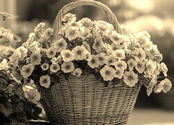 Szary + Sepia