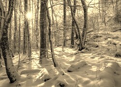 Szary + Sepia