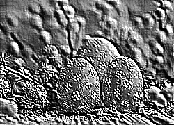 Skamielina