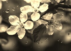 Szary + Sepia