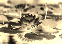 Sepia + Negatyw
