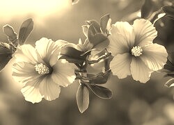 Szary + Sepia