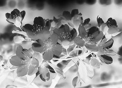 Szary + Negatyw