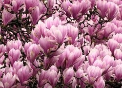 Oryginalny obrazek
