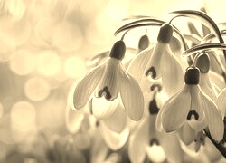 Szary + Sepia