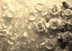 Szary + Sepia