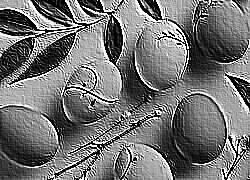 Skamielina