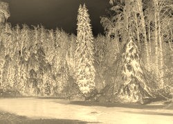 Sepia + Negatyw