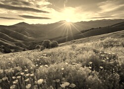 Sepia
