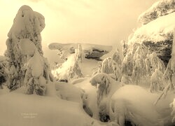 Szary + Sepia