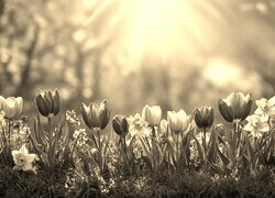 Szary + Sepia