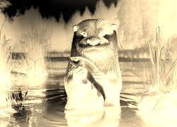 Sepia + Negatyw