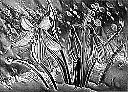 Skamielina