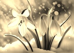 Szary + Sepia