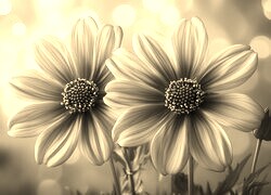 Szary + Sepia