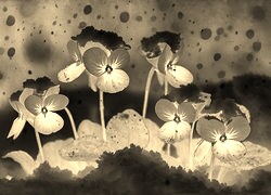 Sepia + Negatyw