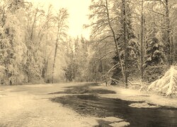 Szary + Sepia