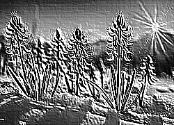 Skamielina