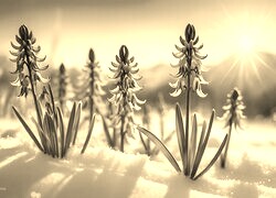 Szary + Sepia