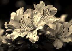 Szary + Sepia
