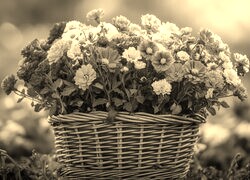 Szary + Sepia