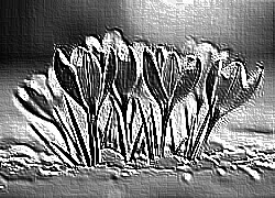 Skamielina