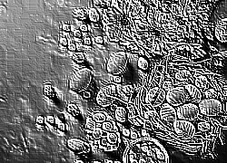 Skamielina