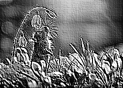 Skamielina