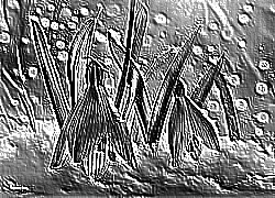 Skamielina