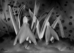 Szary + Negatyw
