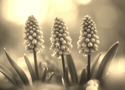 Szary + Sepia