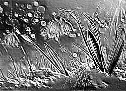 Skamielina