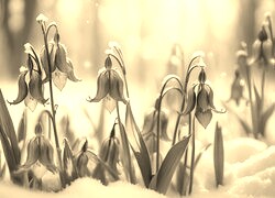 Szary + Sepia