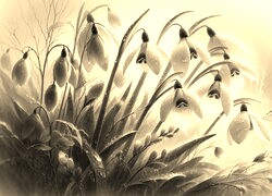 Szary + Sepia