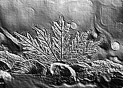 Skamielina