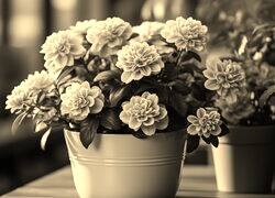 Szary + Sepia
