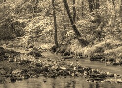 Szary + Sepia