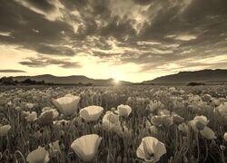 Szary + Sepia