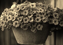 Szary + Sepia
