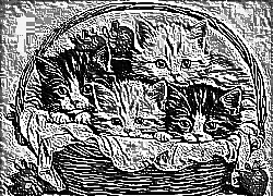 Skamielina
