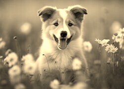 Szary + Sepia