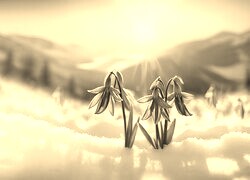 Szary + Sepia