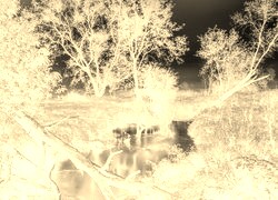 Sepia + Negatyw