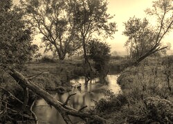 Sepia