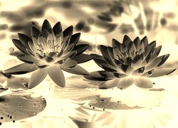 Sepia + Negatyw