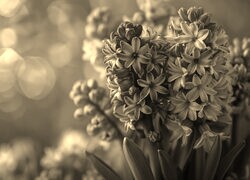 Szary + Sepia