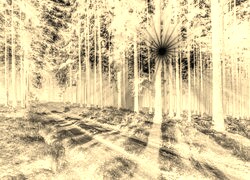 Sepia + Negatyw