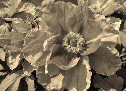Szary + Sepia